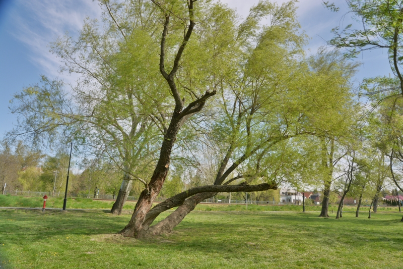 Balatonkenesei parkok