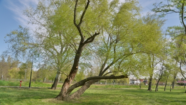 Balatonkenesei parkok